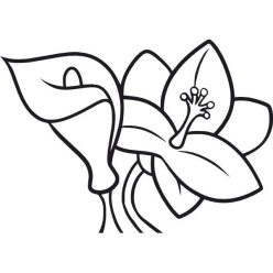 Kála, Liliom homokkép (A5 sablon)