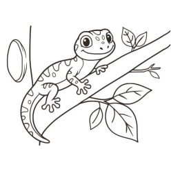 Gekko homokkép